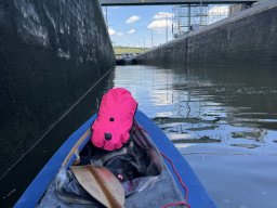Mainschwimmen Juni 2026